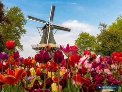 Tulip Time River Cruise Specialist, Niche Travel Group