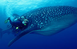 Galapagos Islands, Niche Travel Group